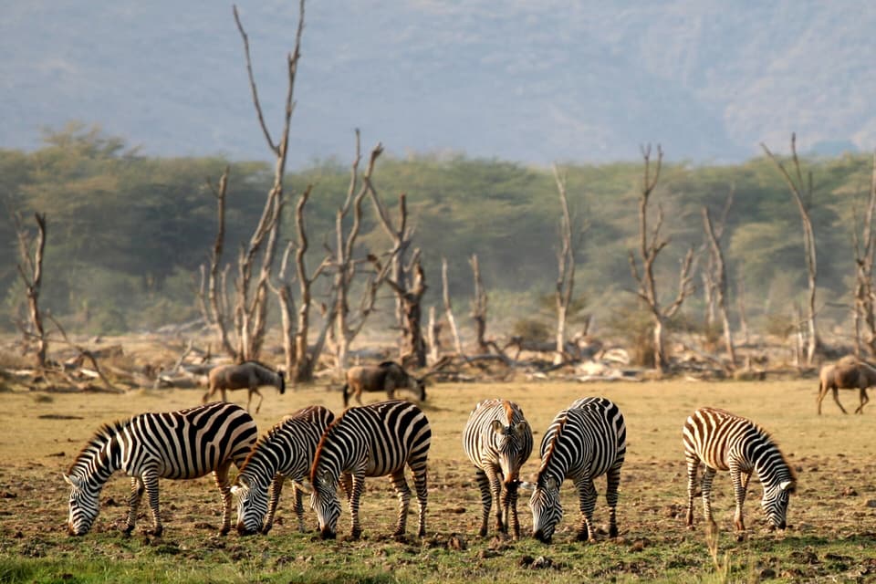 Beyond the Horizon — Ngorongoro, Tarangire, Lake Manyara