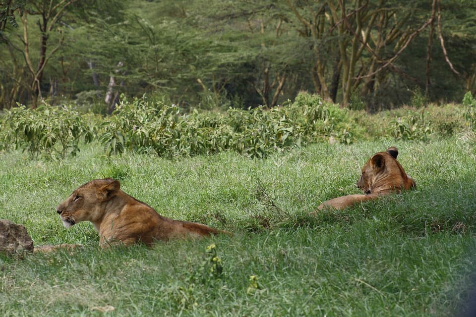 Discover Kenya Safari — Maasai Mara, Amboseli, Lake Nakuru, Lake Naivasha