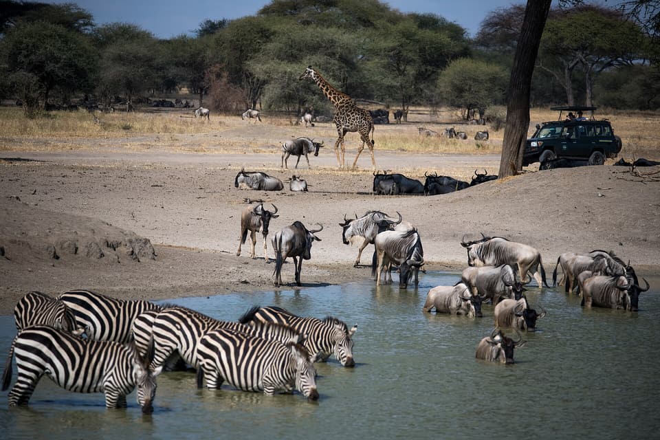 Taste of Tanzania — Ngorongoro, Tarangire, Lake Manyara